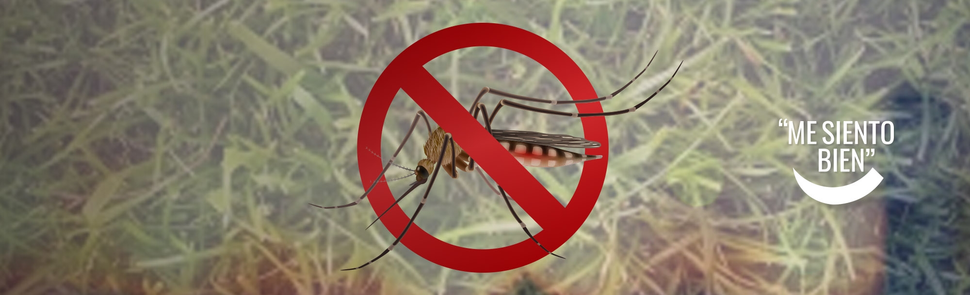 ¿Cómo evitar la aparición del dengue?
